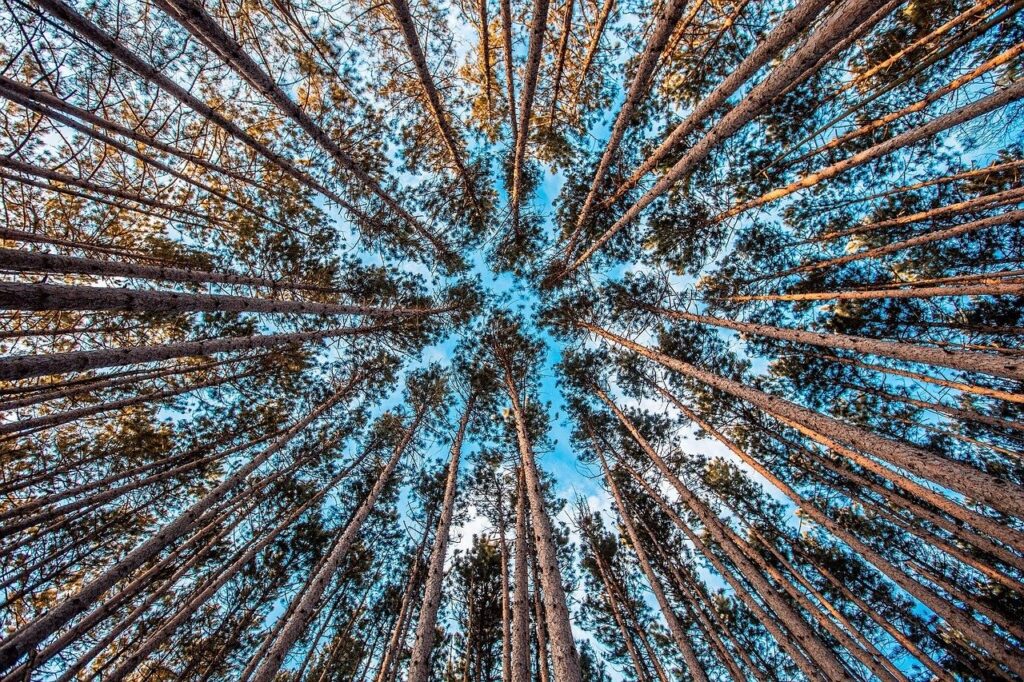 forest, trees, upward